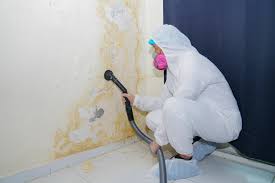 Best Black Mold Removal  in Salunga, PA